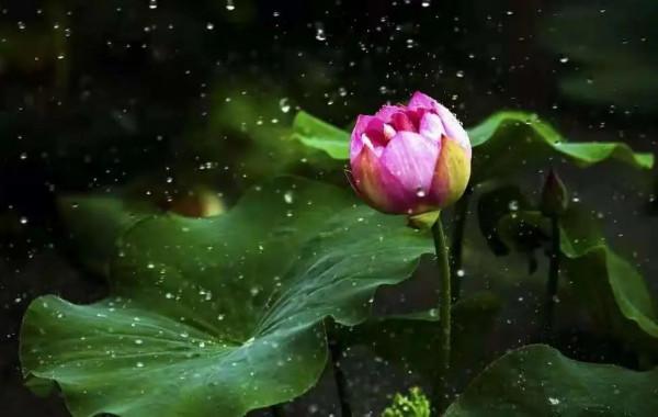 邀您共賞!那些藏在荷花裡的詩 邀您共賞!那些藏在荷花裡的詩