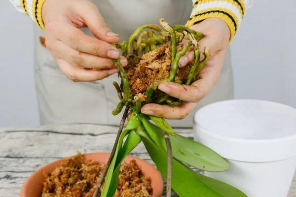 平時的“貴貨花”，路邊扔了一卡車，趕緊撿回家