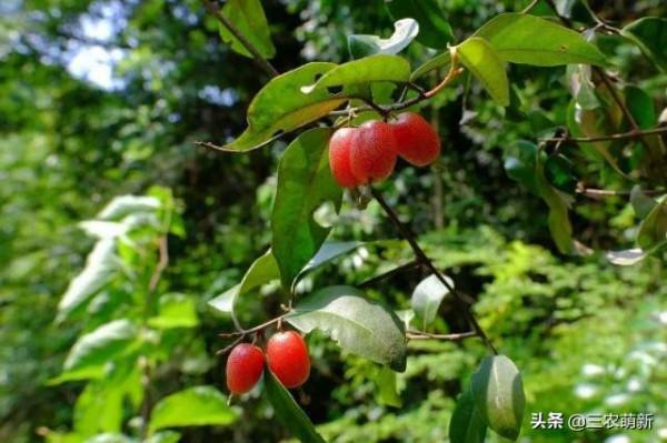 10種香甜的農村野果子，你還記得幾種？吃過幾種？認識它們漲知識