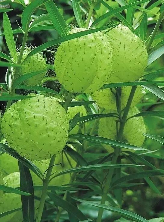 奇花異果有限公司年會（近百位奇花異果參加了本次年會）