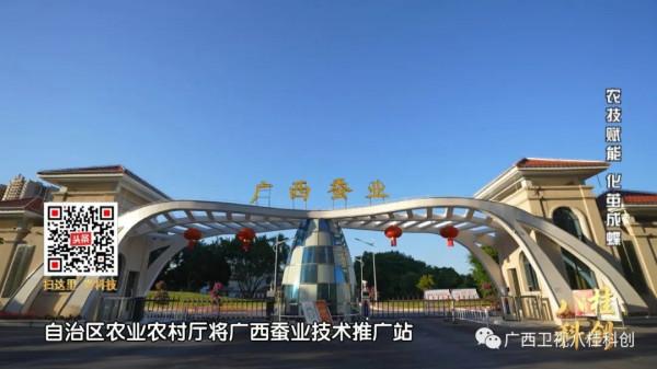 稀奇！廣西的蠶寶寶不吃桑葉