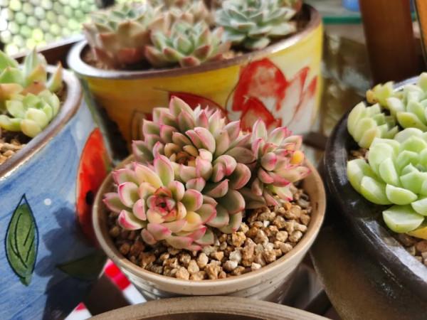 感謝遇見——在彼此的生命裡丰姿綻放