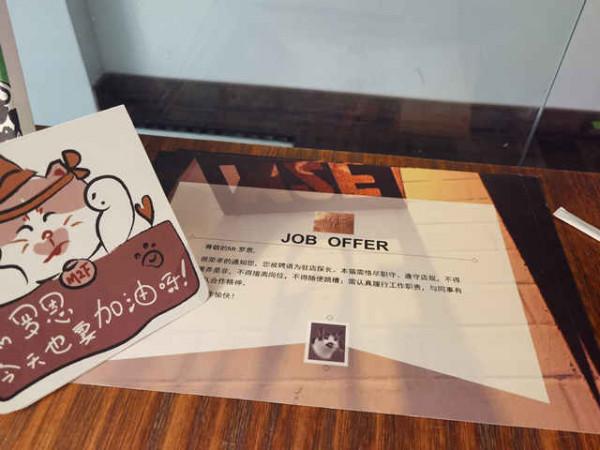 流浪貓上崗成為咖啡店貓咪“探長”，獲贊“靠譜”