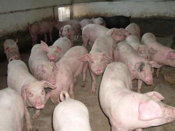 豬生象是真的？母豬生的豬崽鼻子長在額頭上，6釐米長才一個孔