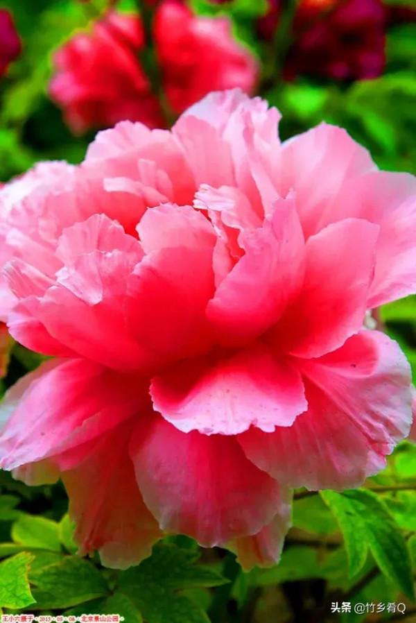 漂亮的芍藥花欣賞