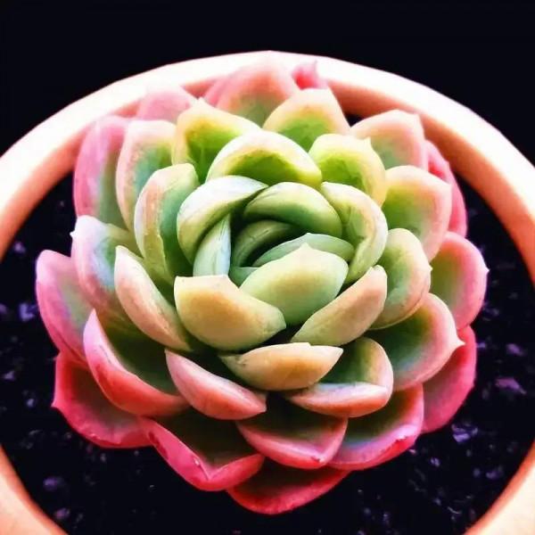 美好的生活，美麗的多肉