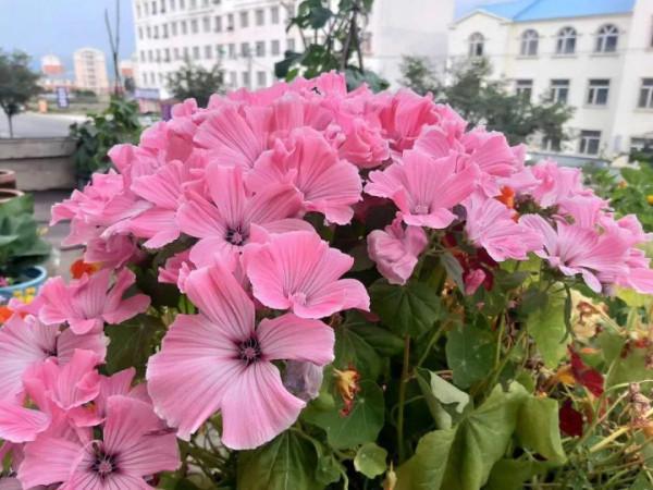 家裡養盆“銀盃花”，“曬點太陽”就銀光閃閃，爆盆開花