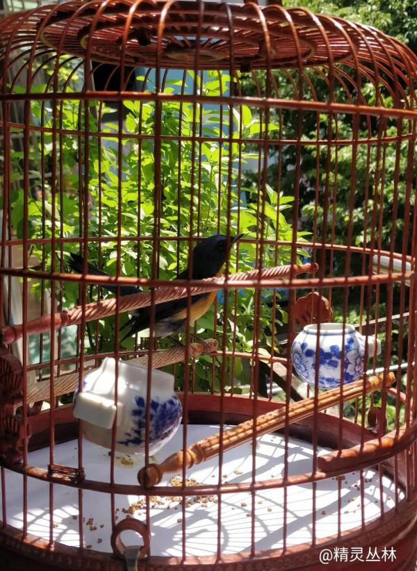 鳥的情緣，永存心田