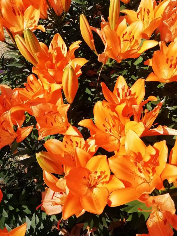 中秋佳節，百合花已盛開