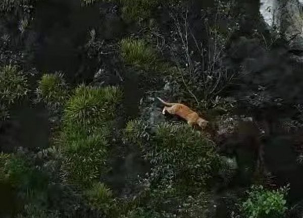 廣西扶綏縣一山彪出沒，似貓又像豹，下山偷雞時被發現