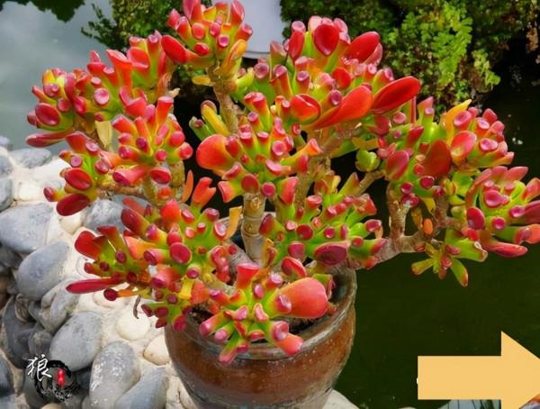 “家裡有棵樹，代代都富有”！室內養樹，建議從這9種裡面選