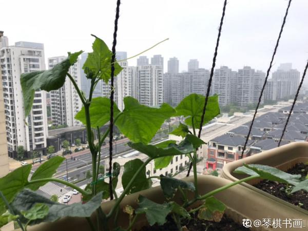 黃瓜好養殖,水果黃瓜更好養,營養比黃瓜更高 黃瓜好養殖,水果黃瓜更好養,營養比黃瓜更高