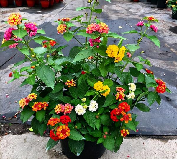 7種“帶毒花”，汁液毒性大，喜歡養在家裡，最好少動它