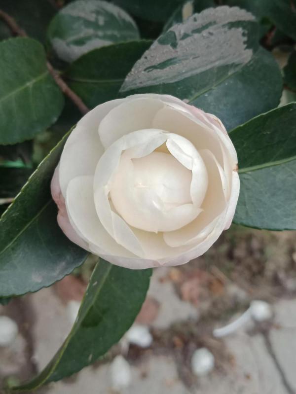 有個拾糞的老頭，夢想當了皇帝，拾糞的鏟子也要用金子打造