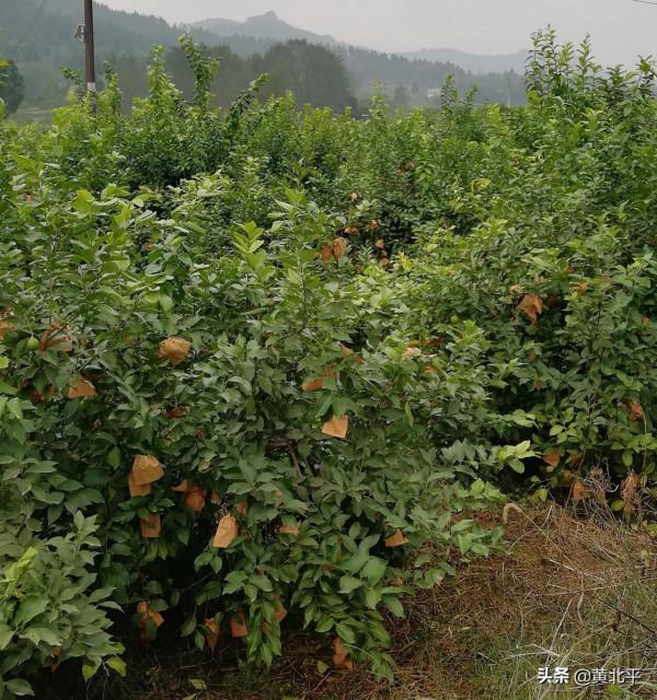 四川資陽市安嶽縣鼎新場，撤鄉並鎮後失去繁華的地方