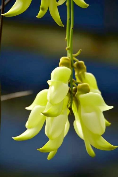 像鳥兒一樣靈動的禾雀花