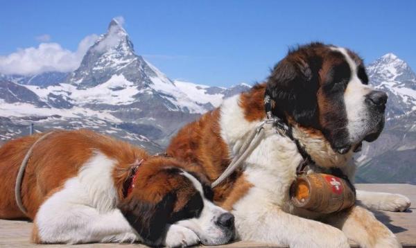 這些壽命“較短”的狗狗,其中有你家的狗狗嗎 這些壽命“較短”的狗狗,其中有你家的狗狗嗎