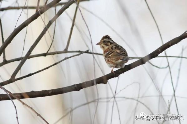 元旦初探蕭太后河-鴴鷸開年 元旦初探蕭太后河-鴴鷸開年