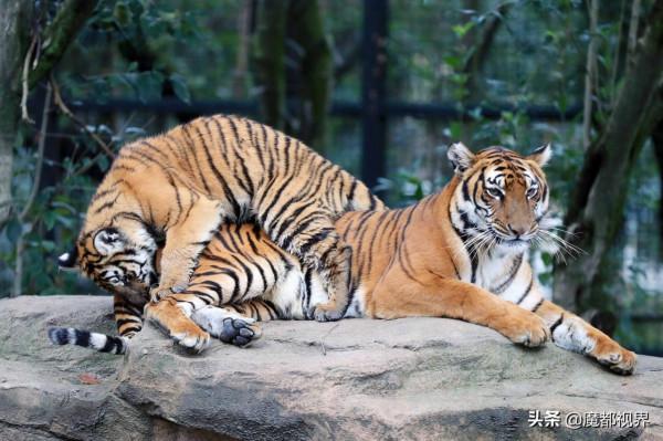 虎頭虎腦 虎虎生威 這波老虎表情包值得擁有