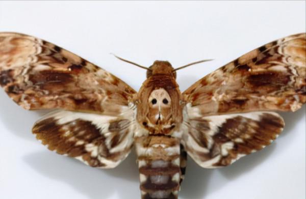 從五種動物身上可以看到神似人臉的圖案，感嘆大自然的神奇