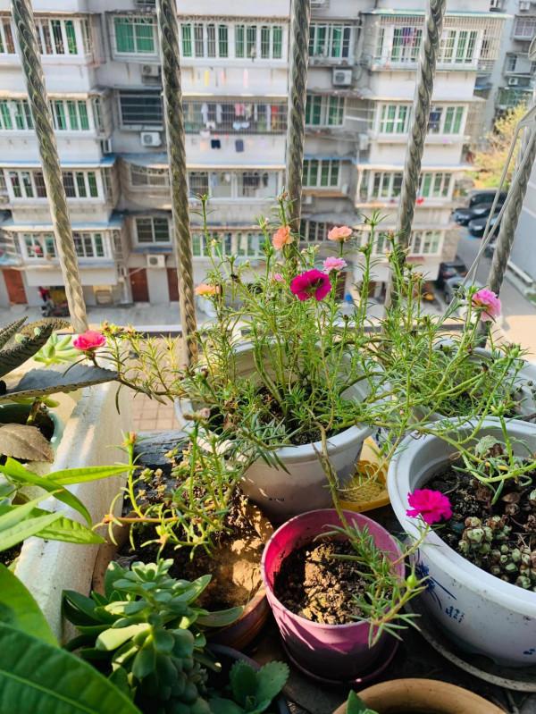 小植物生機勃勃