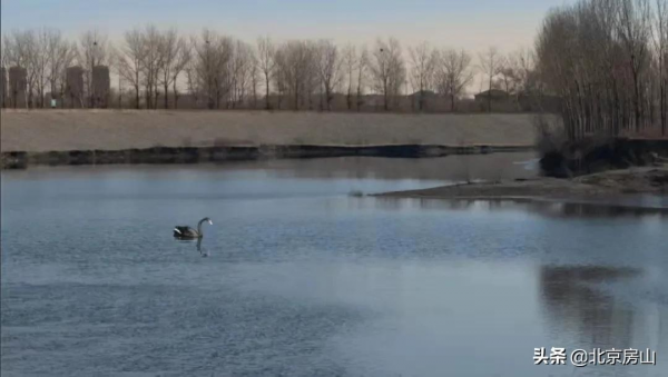 喜迎冬奧慶新春！美麗天鵝現身房山大石河！