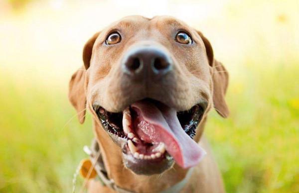 這幾種狗，價格貴還難養，你敢試試嗎？