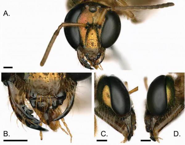 ";價值百萬";的陰陽蝶?身體竟一半是雌性,一半是雄性…… ";價值百萬";的陰陽蝶?身體竟一半是雌性,一半是雄性……