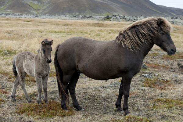 十二生肖《馬》的來歷故事