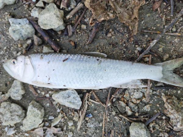 我本來想著搶在洪峰前釣釣魚，沒成想差點沒走出來……