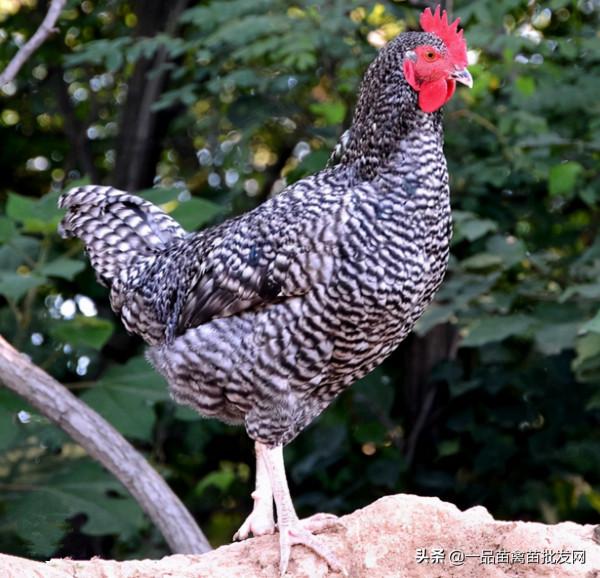 養土雞9年,我發現還是這個品種的雞最好吃 養土雞9年,我發現還是這個品種的雞最好吃