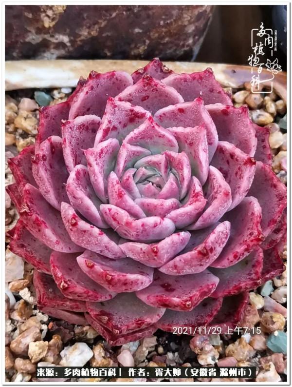 因多肉遇見滿滿的愛和美好，有多肉相伴，歲月生香