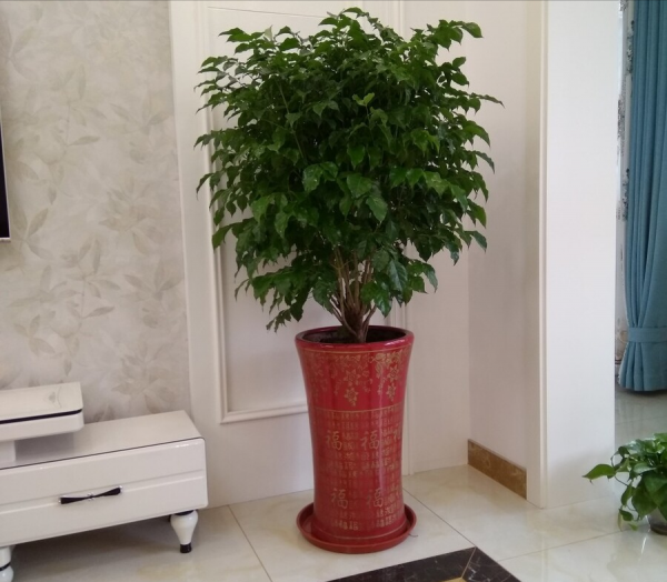 適合客廳養的12種“旺財花”,美觀大氣,格調高雅,養人還旺家 適合客廳養的12種“旺財花”,美觀大氣,格調高雅,養人還旺家