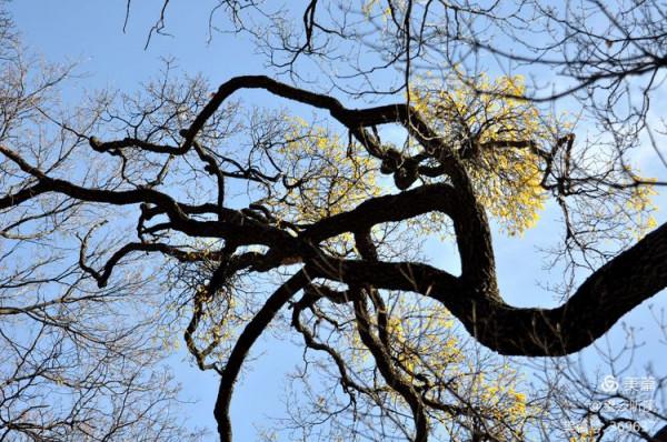 乘坐西峰索道上華山