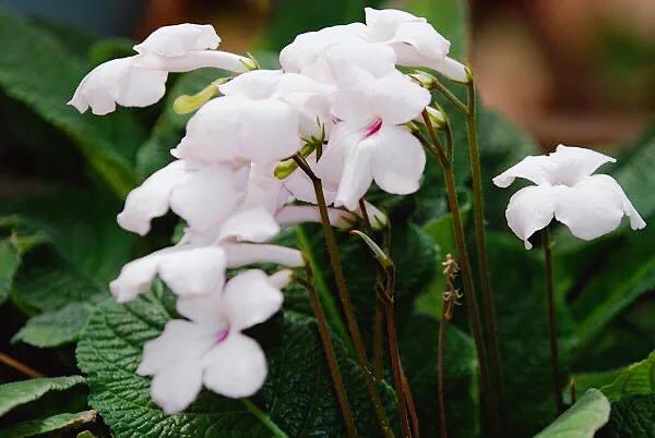 海角櫻草（堇蘭）