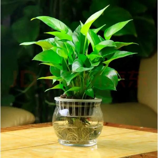 綠 蘿 花 / 湖山盟