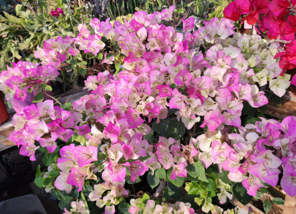 三角梅只需要見光控水就開花?錯!還要有2個前置條件 三角梅只需要見光控水就開花?錯!還要有2個前置條件