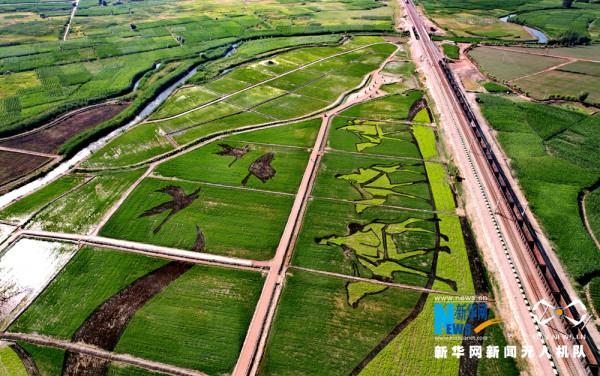 甘肅張掖：當農業“邂逅”藝術