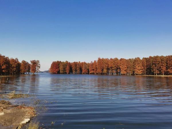 紅杉林～最是冬日好去處