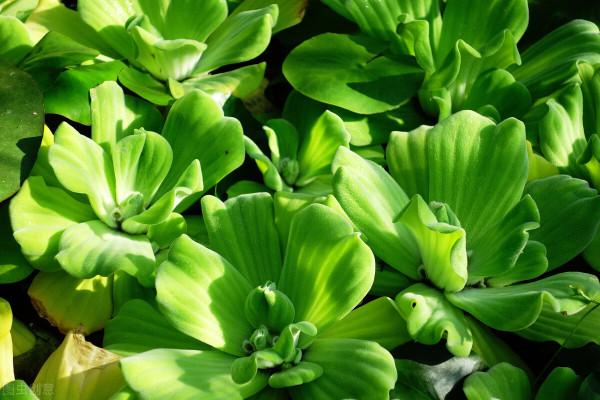 農村水塘裡的一種“肥豬草”，以前用來餵豬，現在市場上15元一斤