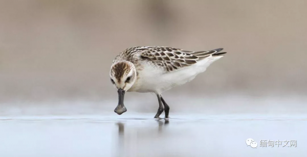 全球不足500只的“寶貝”,最近就在緬甸 全球不足500只的“寶貝”,最近就在緬甸