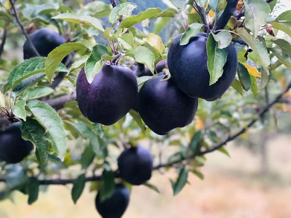 這種果樹，適合種在自家院裡，果子清脆香甜，營養豐富，養護簡單