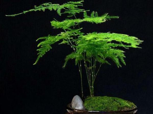 文竹養不好，是因為有“4怕”，不及時糾正，葉片就會發黃