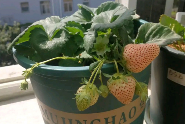 秋冬擱室內盆栽草莓，幹好3件事，開花多，結果大又甜