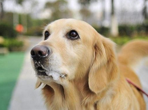 想養狗，先戒掉你這5個壞習慣吧