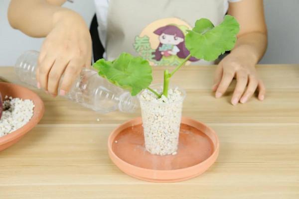 6種花別養老樁,越老越不開花,趕緊扦插備份 6種花別養老樁,越老越不開花,趕緊扦插備份