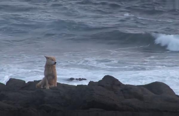 狗狗被主人拋棄卻渾然不知,每天站在岩石上等候,令人心疼不已 狗狗被主人拋棄卻渾然不知,每天站在岩石上等候,令人心疼不已