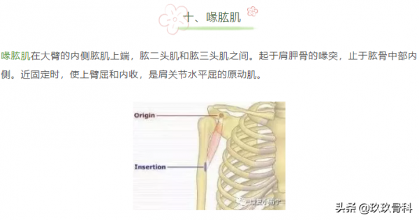收藏 | 引發肩關節疼痛的肌肉彙總