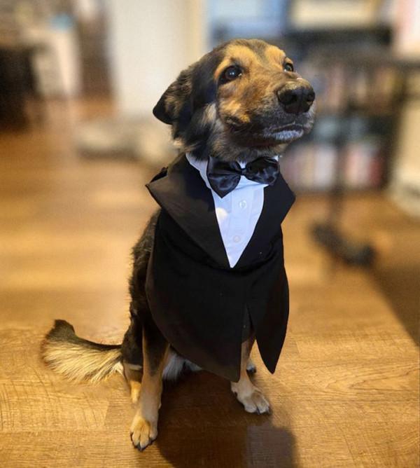 總有一些騙你養寵物的時刻