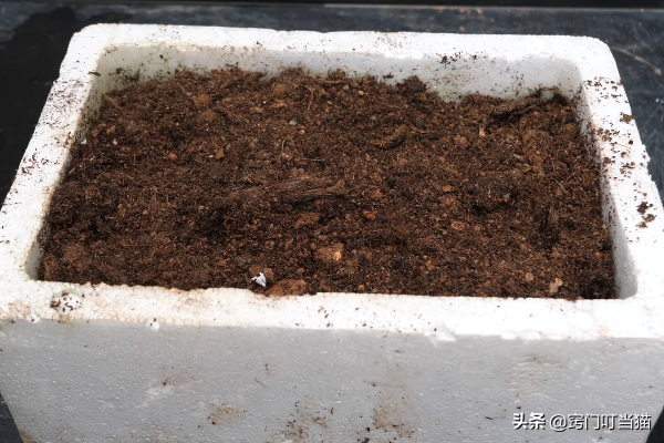 生薑還用買？一箇舊泡沫箱，種上2塊姜，一年種出一片&OpenCurlyDoubleQuote;姜山&rdquo;